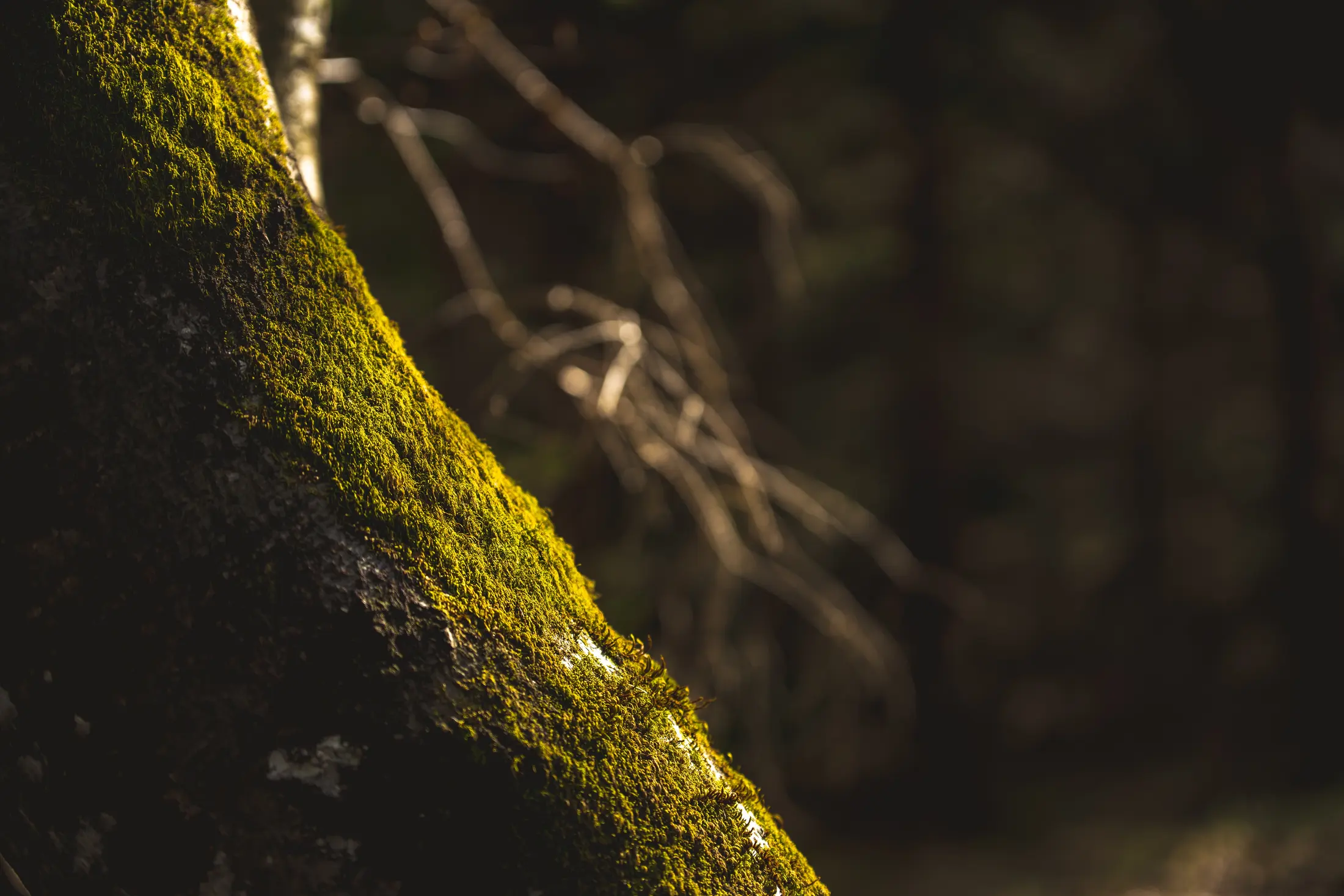 Moss-covered bark in the Mullayanagiri foothills, lit by evening sun